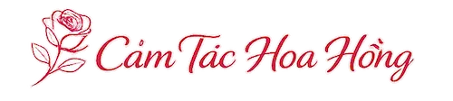Cảm tác Hoa Hồng